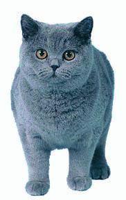 the cat